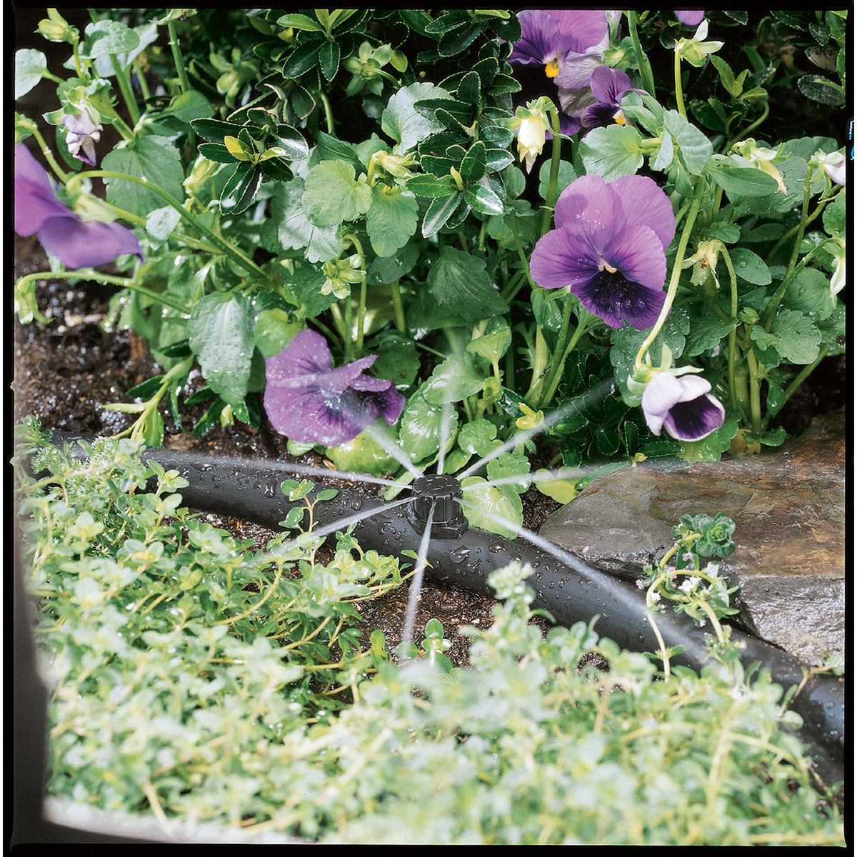 Goutteur d'irrigation goutte à goutte à barbillons 1/4 po multijet, paquet de 10 | 67100