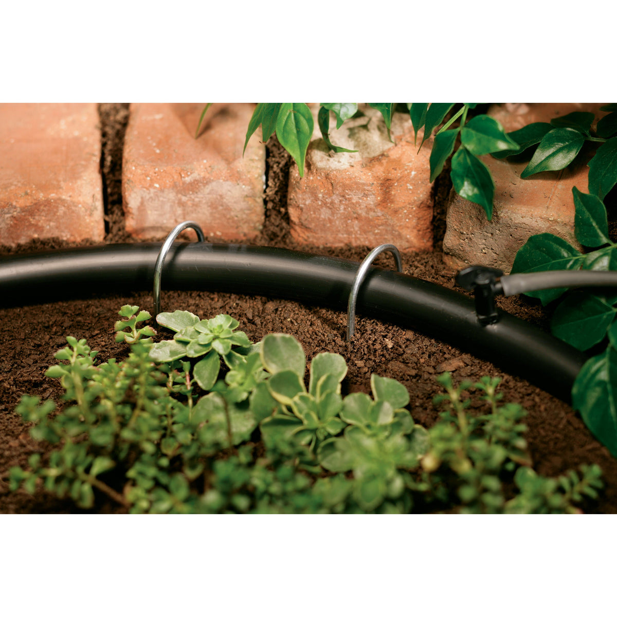 Tuyau de distribution goutte à goutte plein 1/2 po x 50 pi | 67345